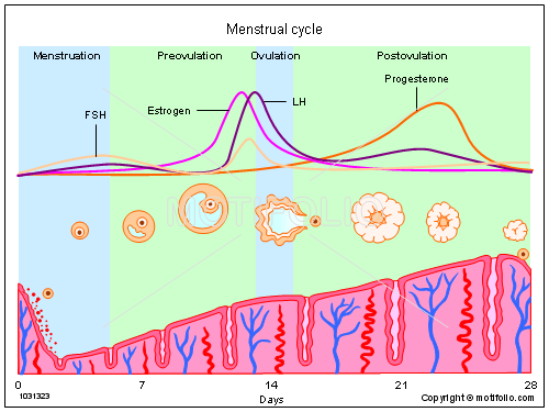 Menstruation Chart