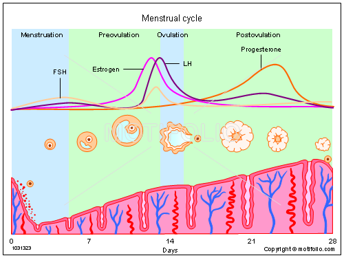 Menses Period Chart